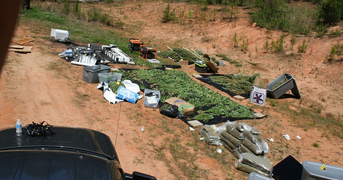 Massive marijuana bust in Heard County | FOX 5 Atlanta