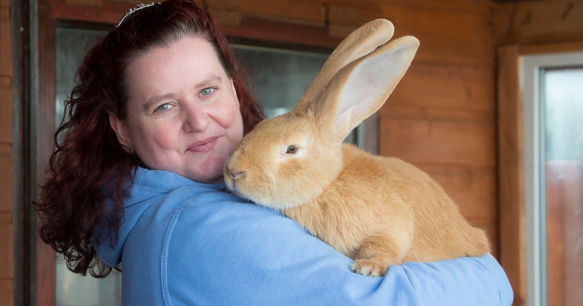 Giant rabbit finds new home | FOX 5 Atlanta