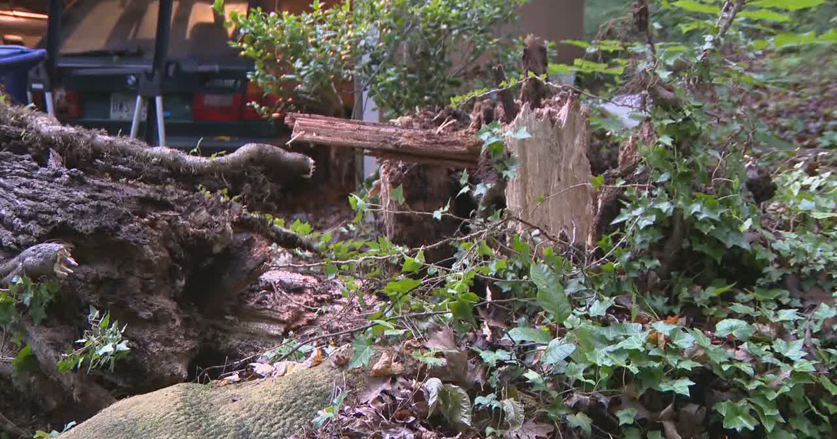 Tree crashes onto northwest Atlanta home | FOX 5 Atlanta