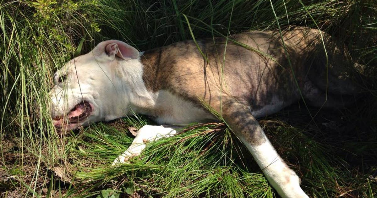 Dog rescued after being hit by car, left for dead | FOX 5 Atlanta