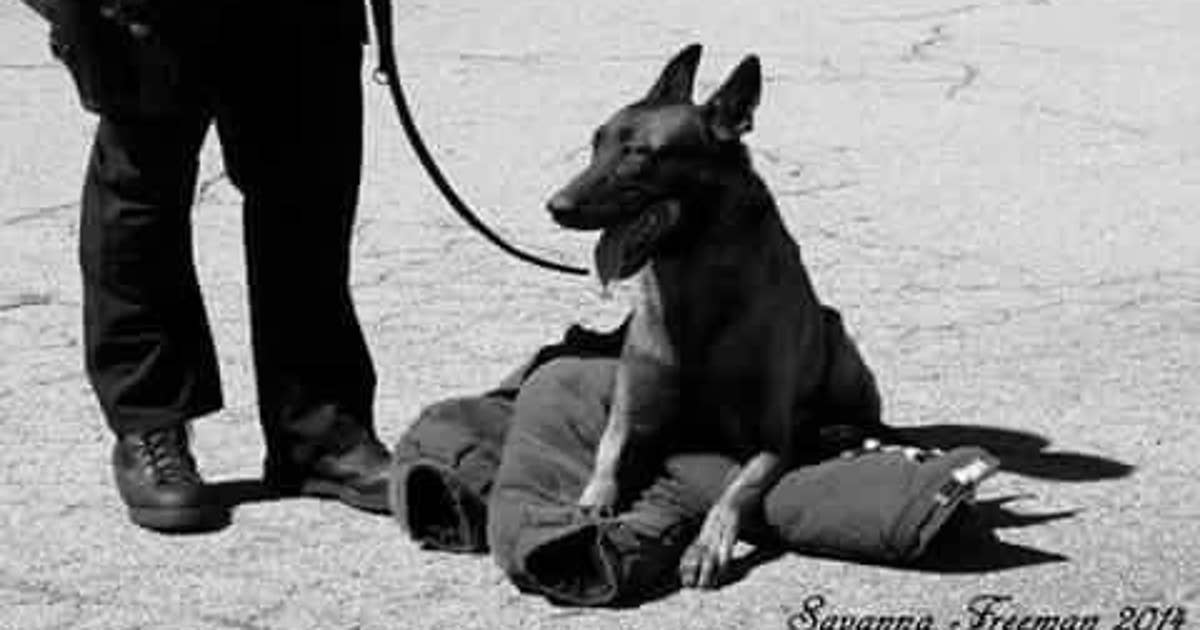 Memorial service for K9 Officer Falco | FOX 5 Atlanta