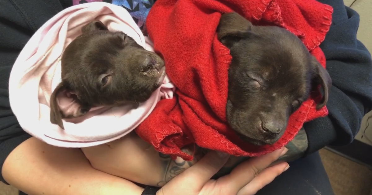 Animal rescue group needs help | FOX 5 Atlanta