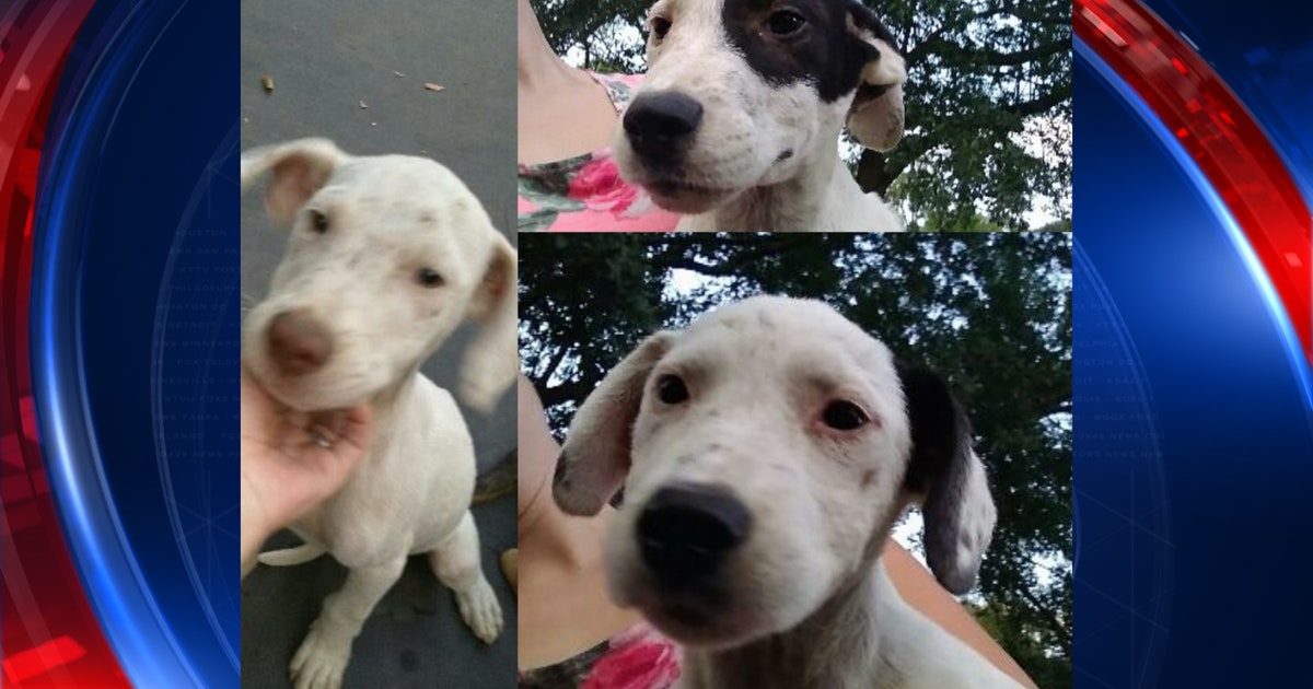 Police: puppy left in hot car for more than a day | FOX 5 Atlanta