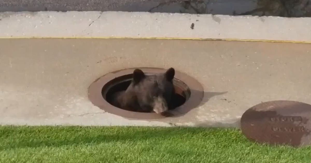 Bear hides out in storm drain | FOX 5 Atlanta
