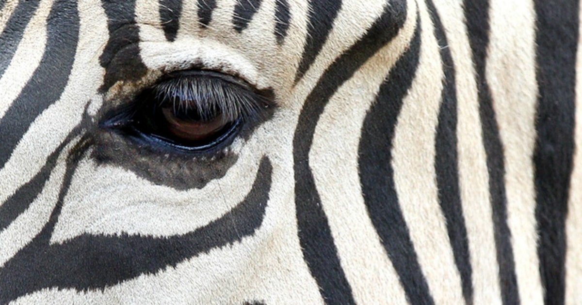 Zebra dies on northern Indiana farm in extreme cold | FOX 5 Atlanta