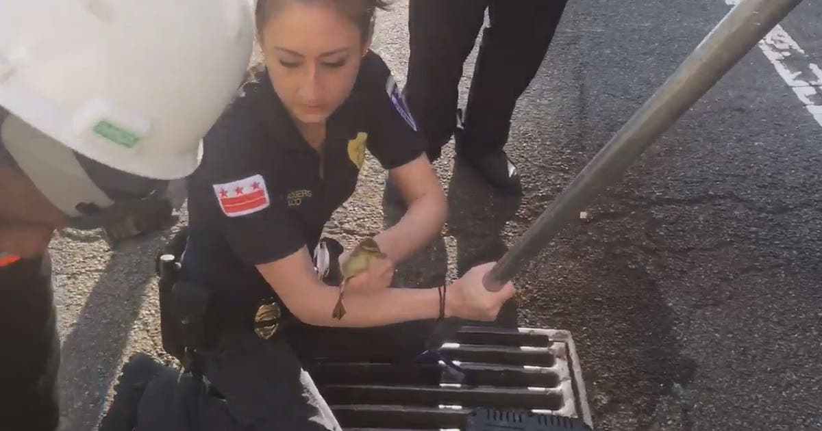 DC first responders rescue 8 ducklings from storm drain | FOX 5 Atlanta