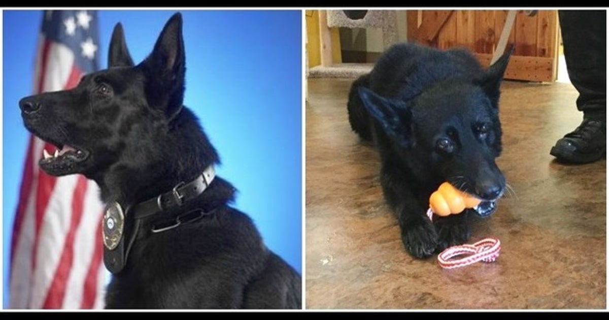 Metro K9 Officer nationally recognized for exemplary service | FOX 5 ...
