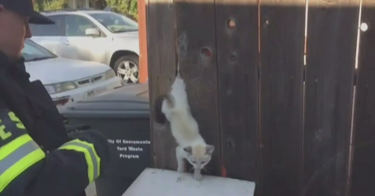 Firefighters rescue kitten caught in fence | FOX 5 Atlanta