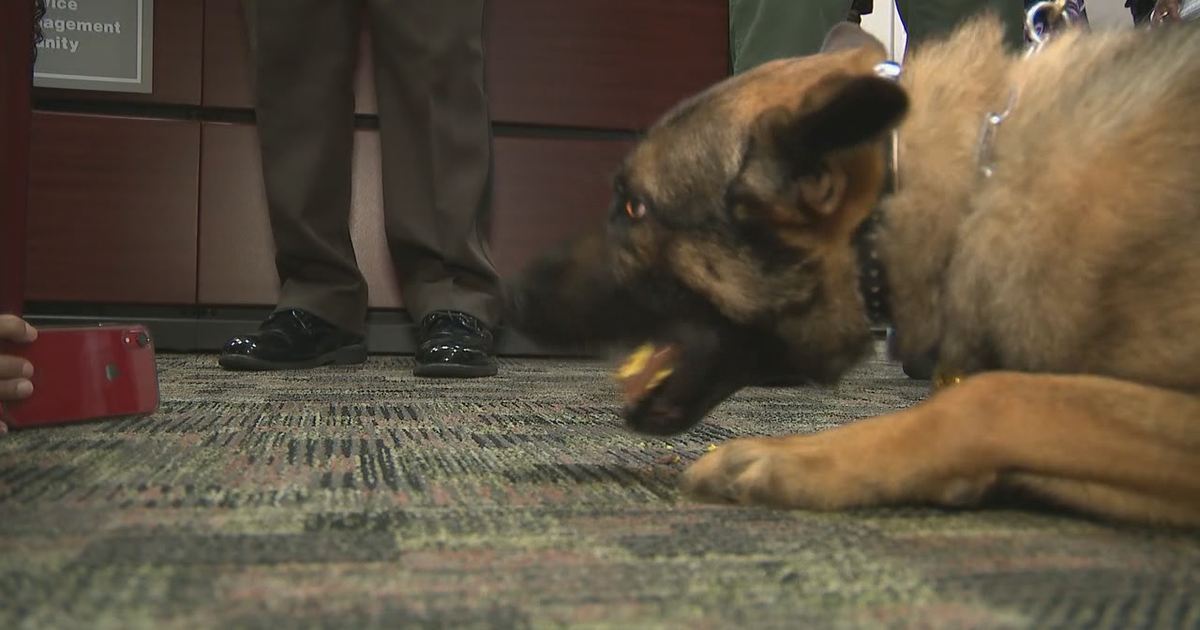 Fulton County Sheriff's office swears in new K-9 deputy | FOX 5 Atlanta