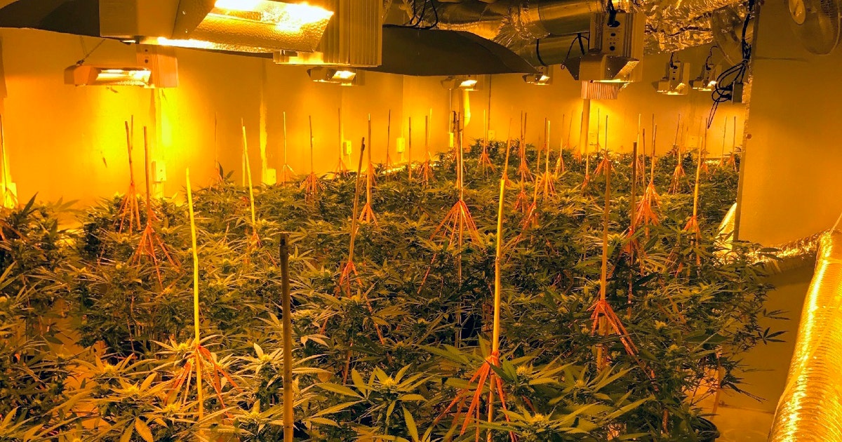 9 arrested, $7.1 million worth of marijuana seized in drug raids | FOX ...