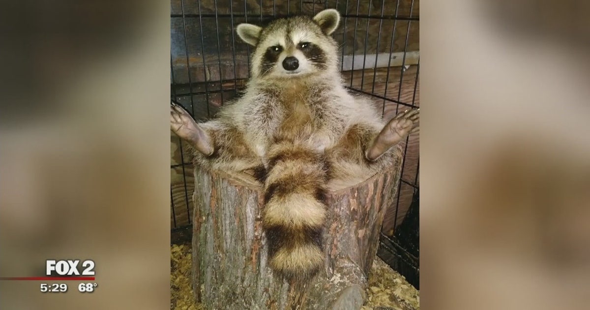 Clinton Twp man's pet raccoon euthanized after escaping, biting 6-year ...