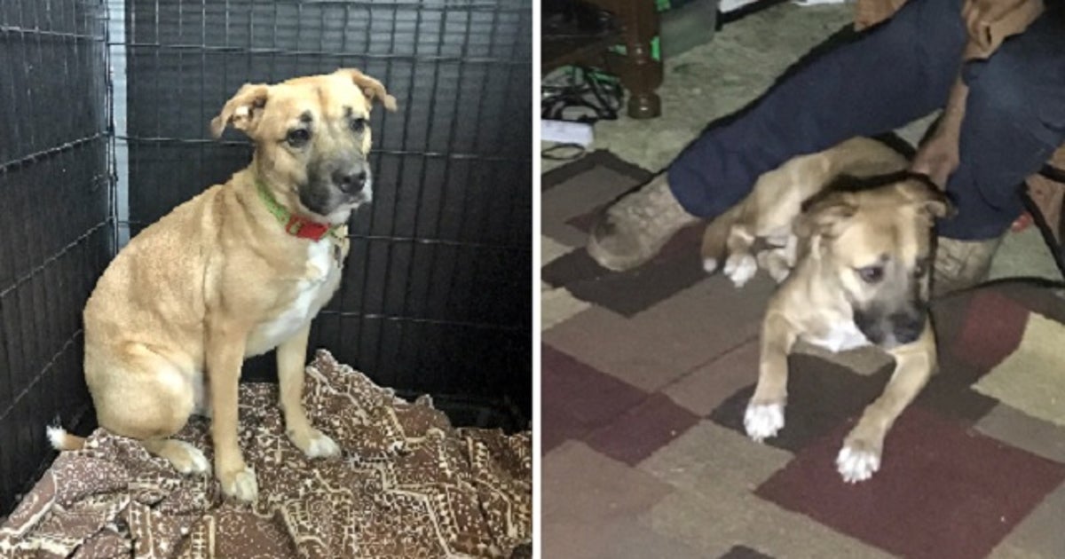 Dog wakes owners to alert them to fire, family escapes safely | FOX 5 ...