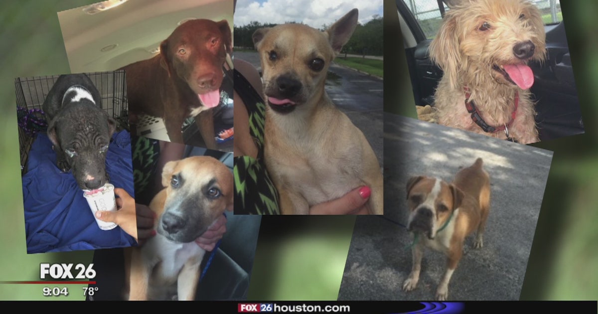 Three dogs found shot to death in as many months at same park | FOX 5 ...