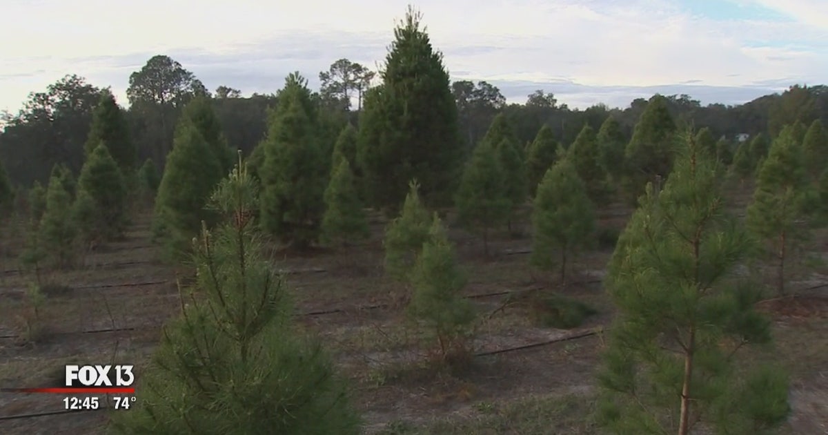 Dade City tree farm lets you cut down your own Christmas tree | FOX 5 ...