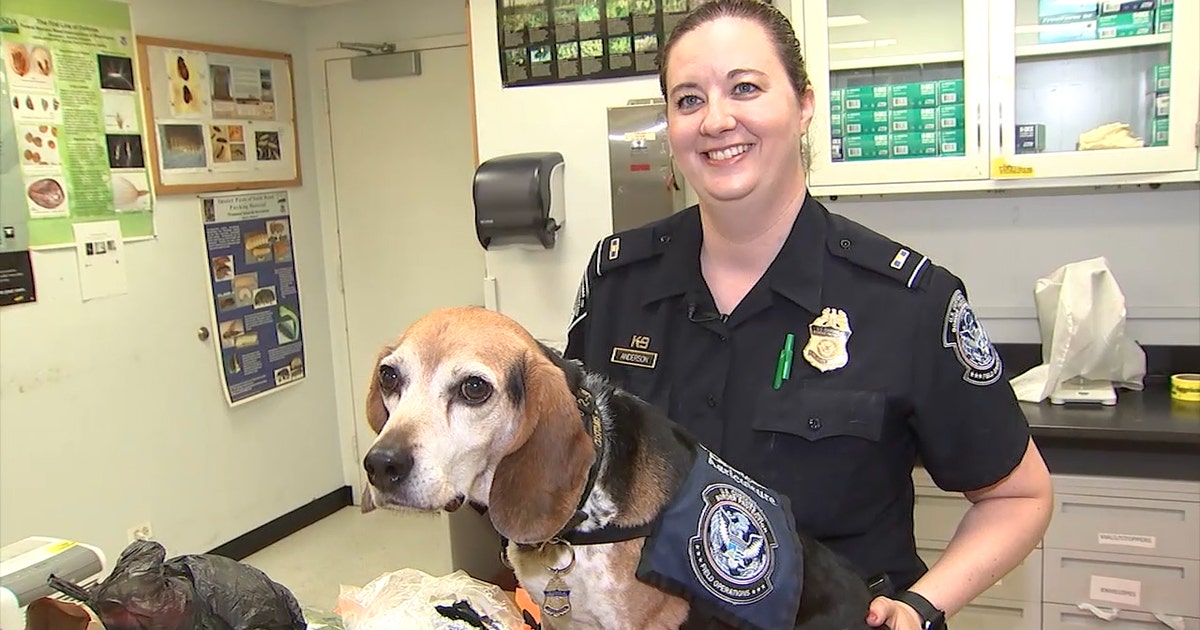 ‘Beagle Brigade' patrols customs to keep America's livestock safe | FOX ...