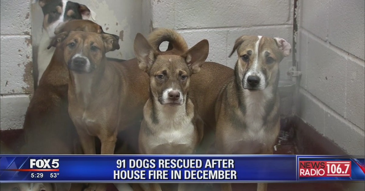 Dogs found in hoarding case now up for adoption | FOX 5 Atlanta