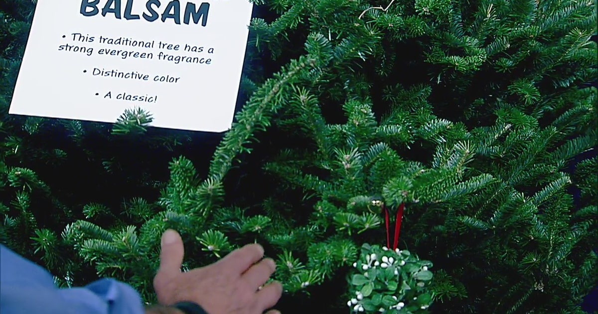 How to pick, care for the perfect Christmas tree | FOX 5 Atlanta