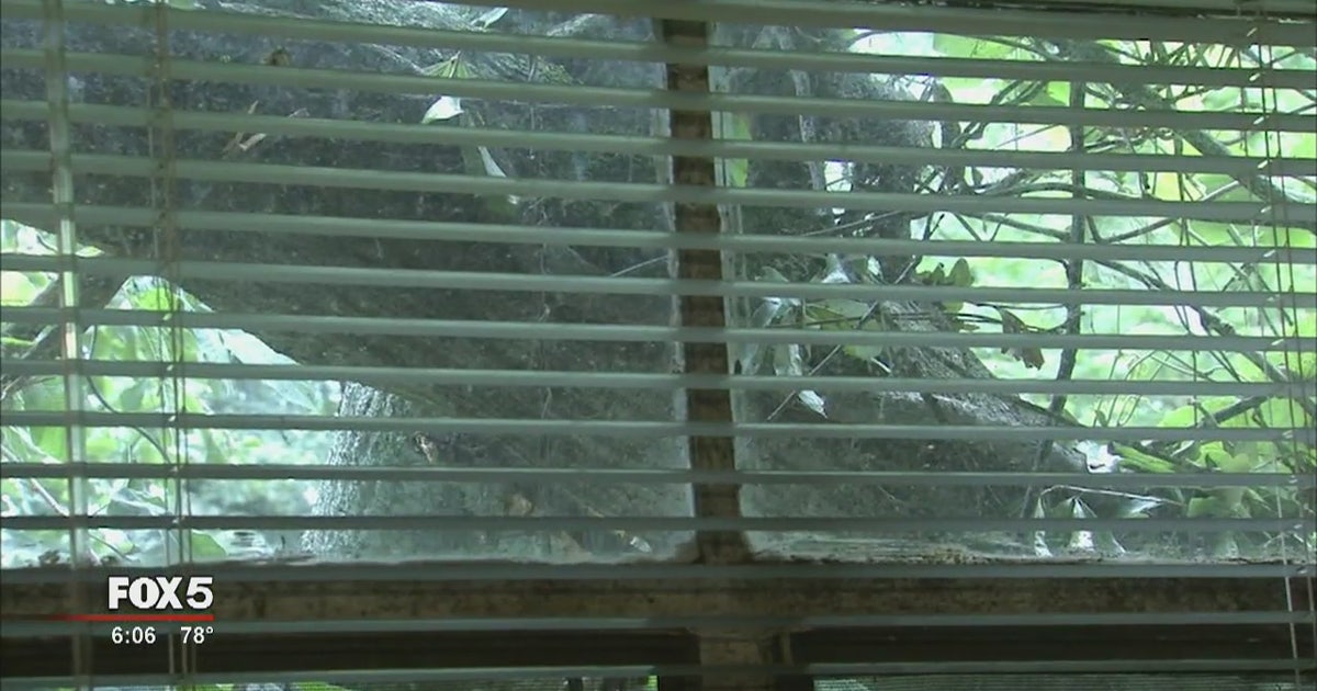 Huge tree crashes down on elderly woman's home in NW Atlanta | FOX 5 ...
