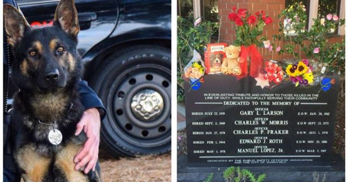 Funeral to say goodbye to Sunnyvale police K-9 killed in line of duty ...