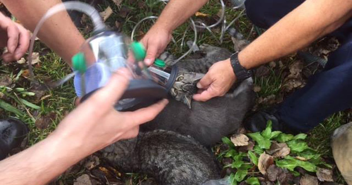 Firefighters rescue 3 cats from house fire | FOX 5 Atlanta