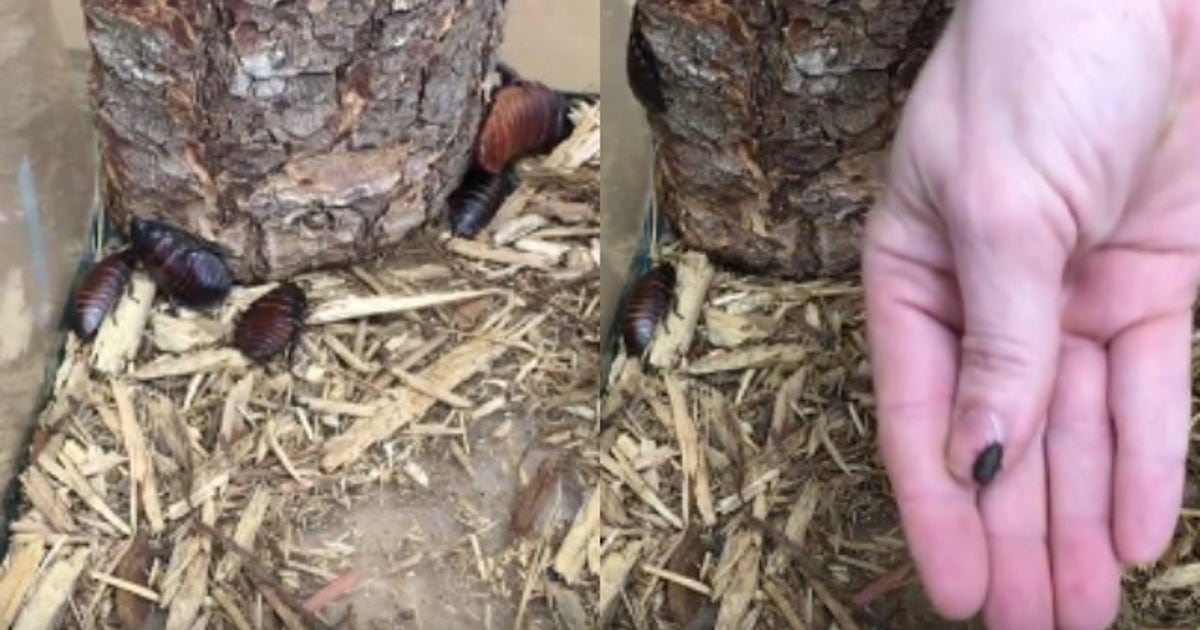 Tom Cockroach Zoo Atlanta names baby cockroach ‘Tom Brady' | FOX 5 Atlanta