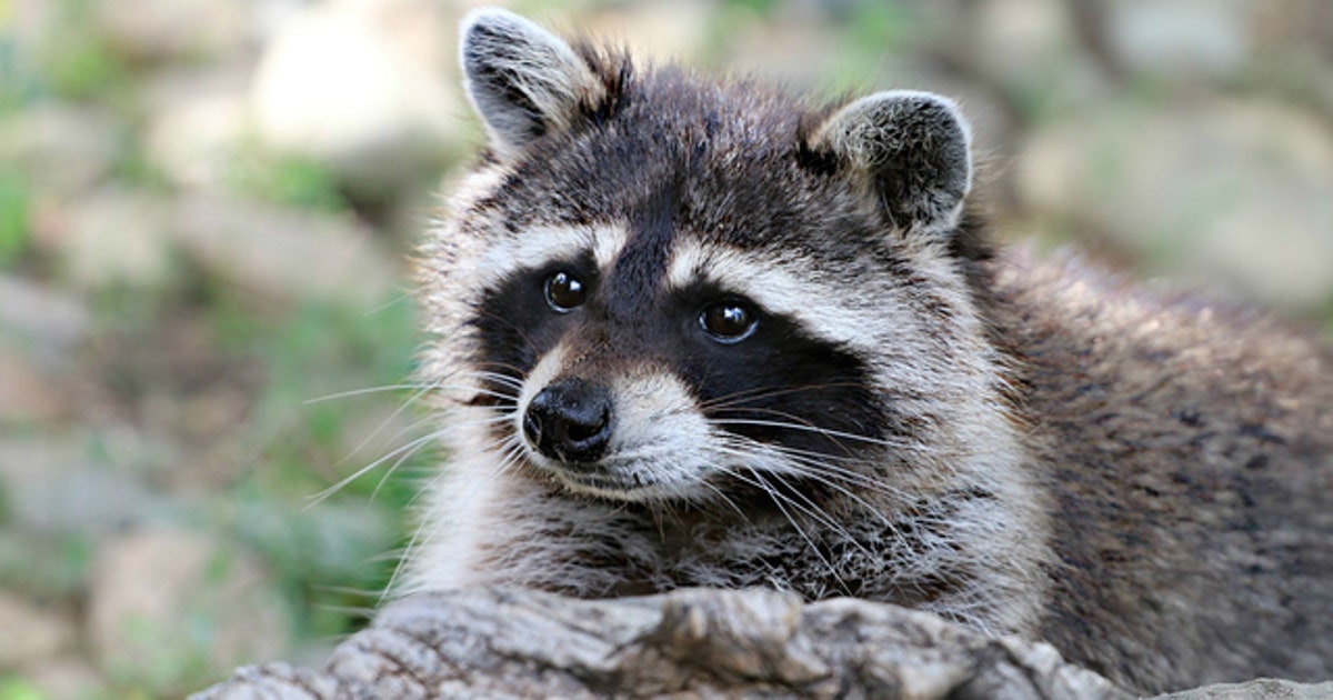 Rabid raccoon found in Gwinnett County park | FOX 5 Atlanta