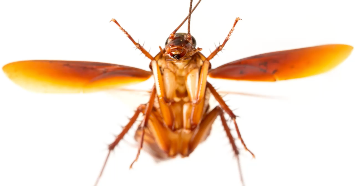 Have you ever seen a cockroach fly? | FOX 5 Atlanta