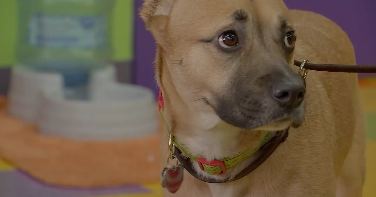 Dog's instincts save family from house fire | FOX 5 Atlanta