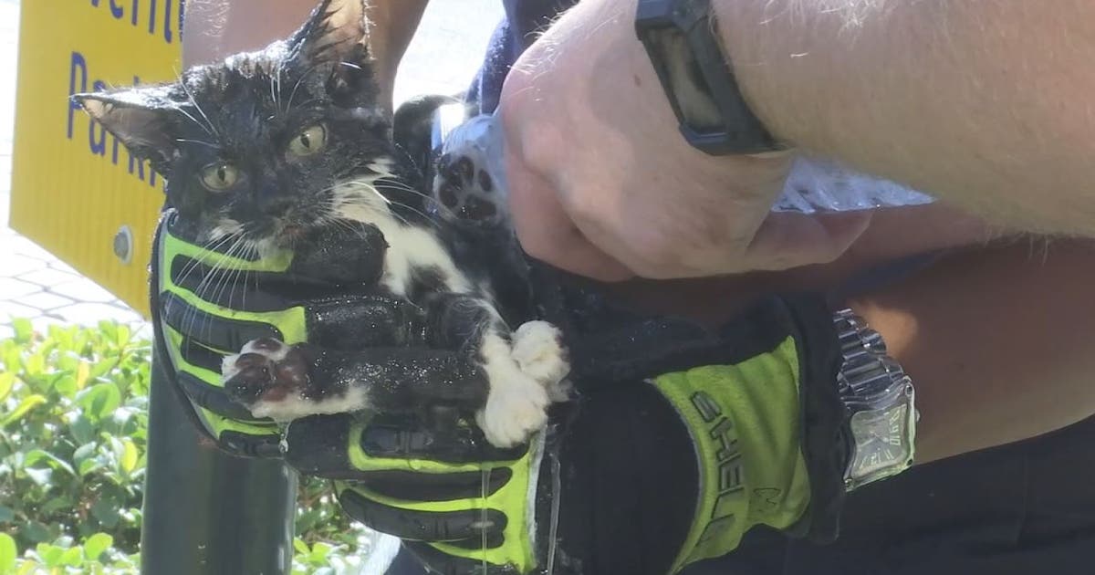 Kitten rescued from storm drain by St. Pete Fire | FOX 5 Atlanta