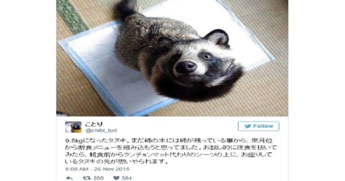 Raccoon-looking dog goes viral | FOX 5 Atlanta