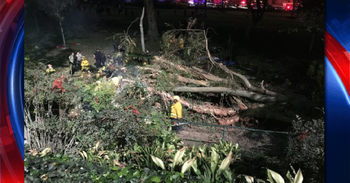 Woman dies after tree falls on wedding party in California | FOX 5 Atlanta