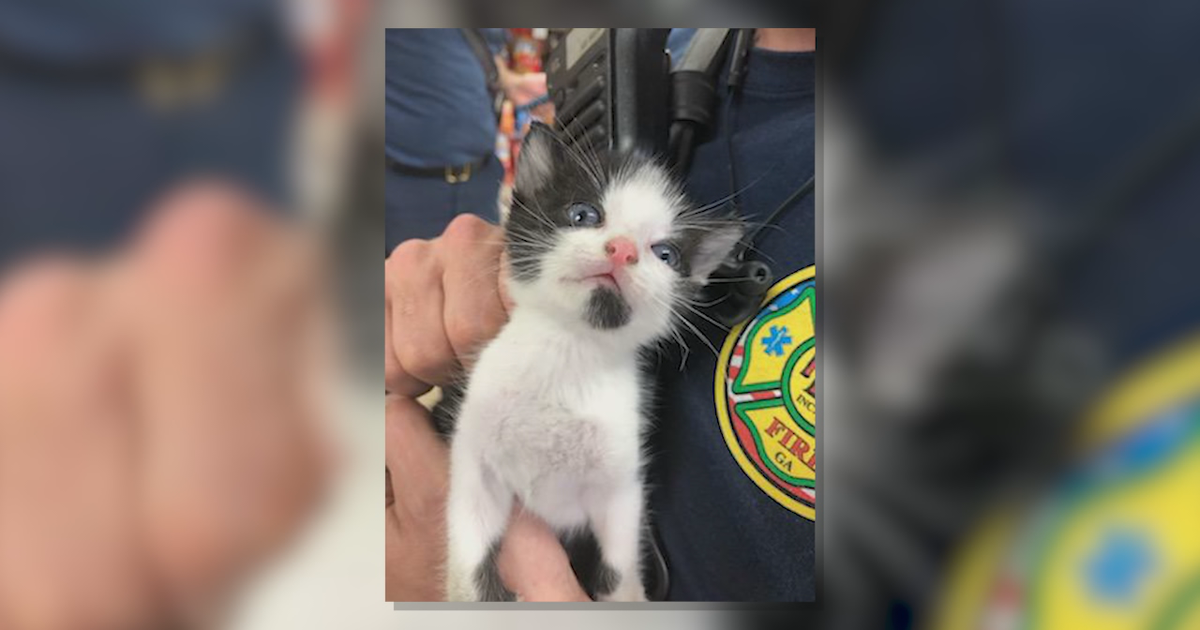 Roswell firefighters rescue kittens | FOX 5 Atlanta