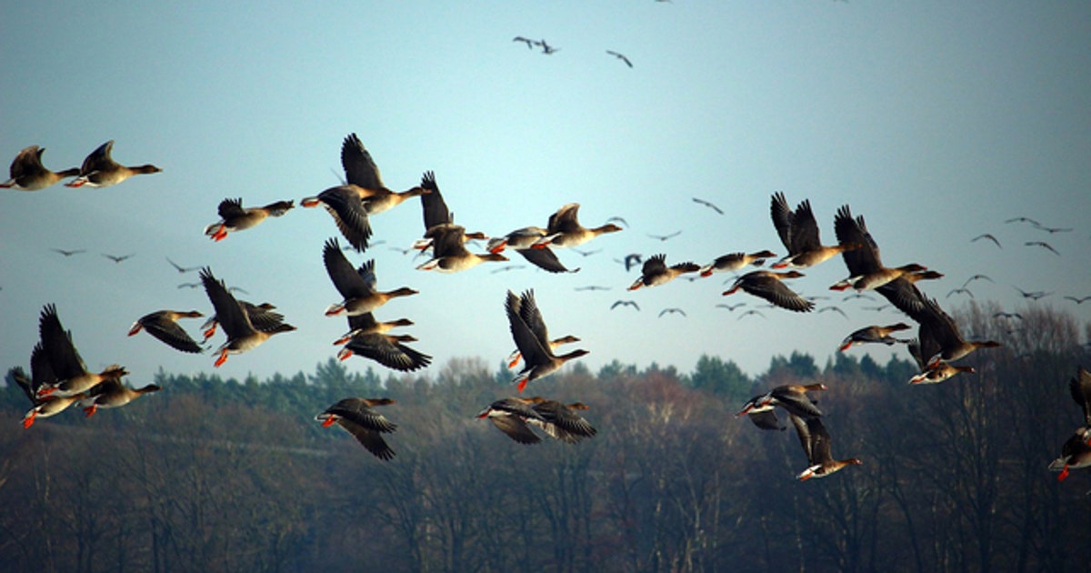 Geese Falling Dead goose falls from sky, knocks hunter unconscious | FOX 5 Atlanta