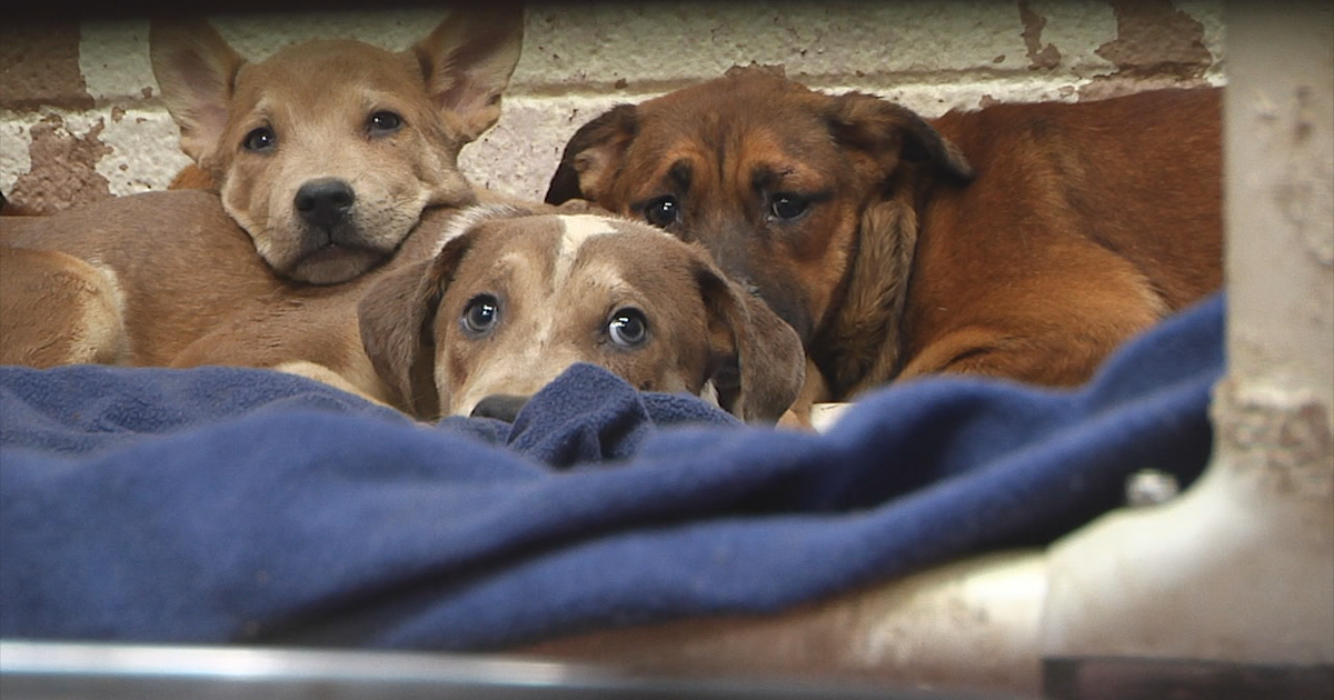 Number of dogs found in animal hoarding case rises to 91 | FOX 5 Atlanta