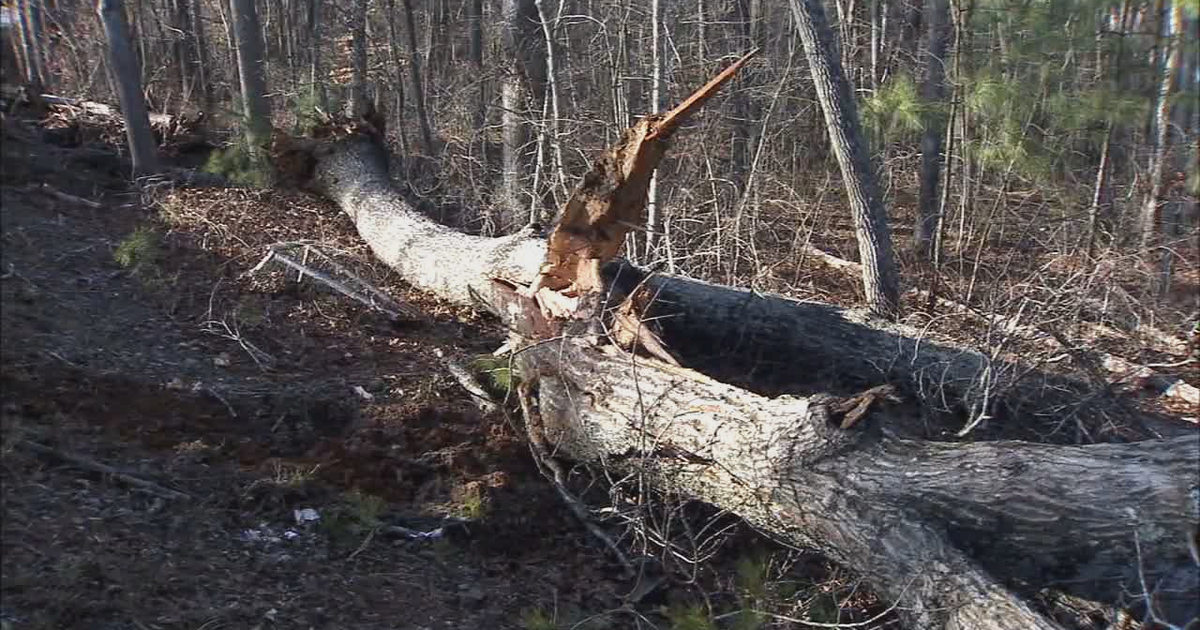 Fannin County volunteer firefighter killed by fallen tree | FOX 5 Atlanta