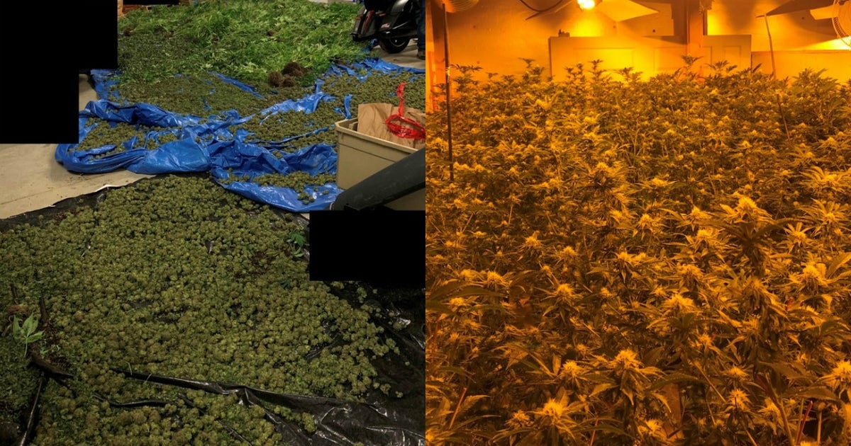 More than $700K in narcotics seized during marijuana grow house bust ...