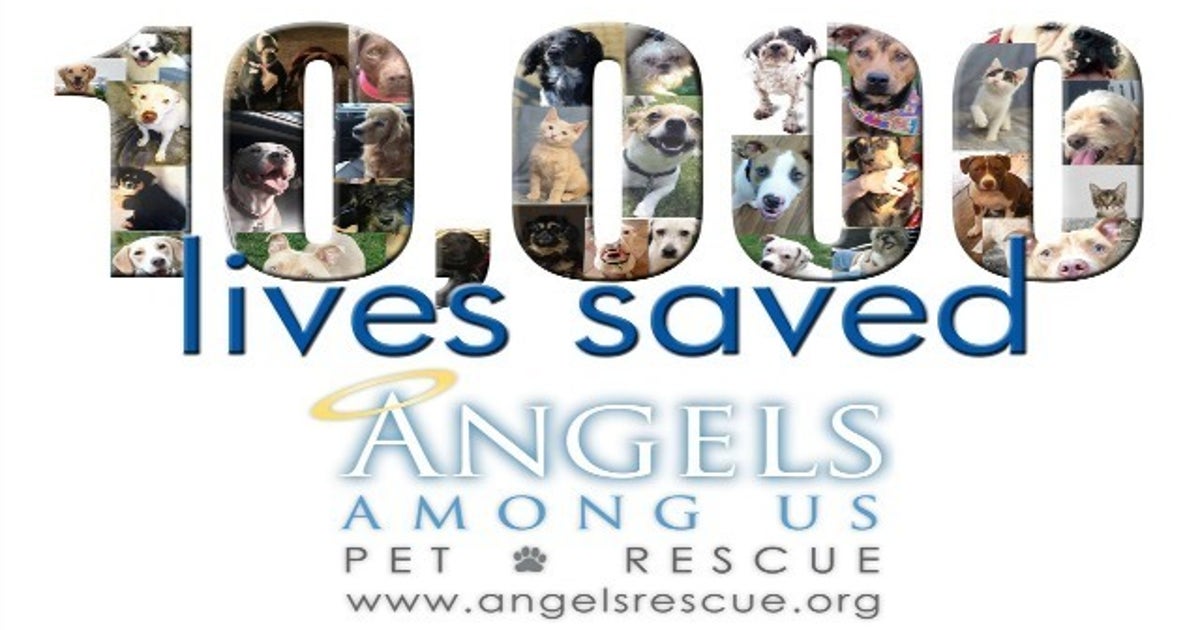 10,000th Animal Rescued by Angels Among Us | FOX 5 Atlanta