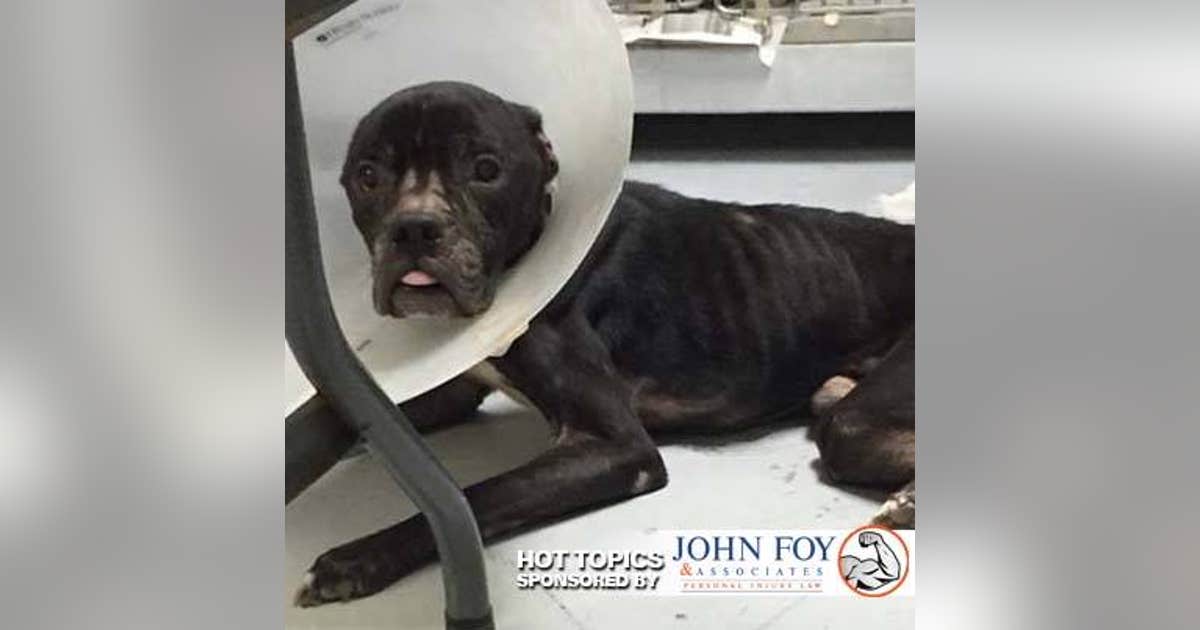 Animal Abuse Registry | FOX 5 Atlanta