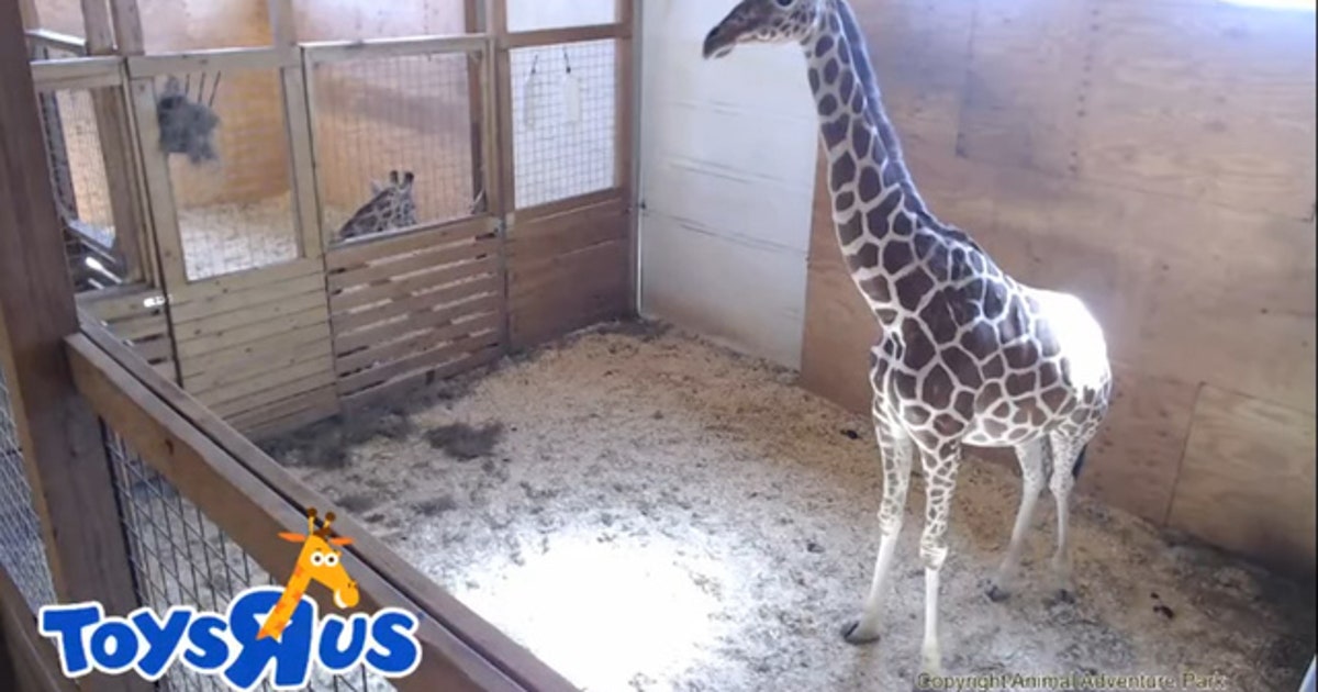 April the Giraffe expected to give birth soon | FOX 5 Atlanta