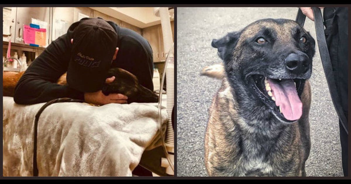 Chula Vista police officer loses beloved K-9 partner | FOX 5 Atlanta