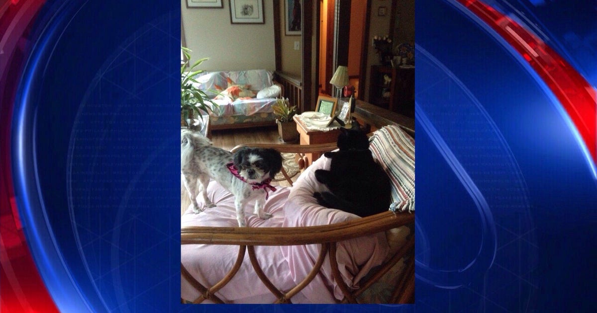 One scared cat causes quite a ruckus in Peachtree City | FOX 5 Atlanta