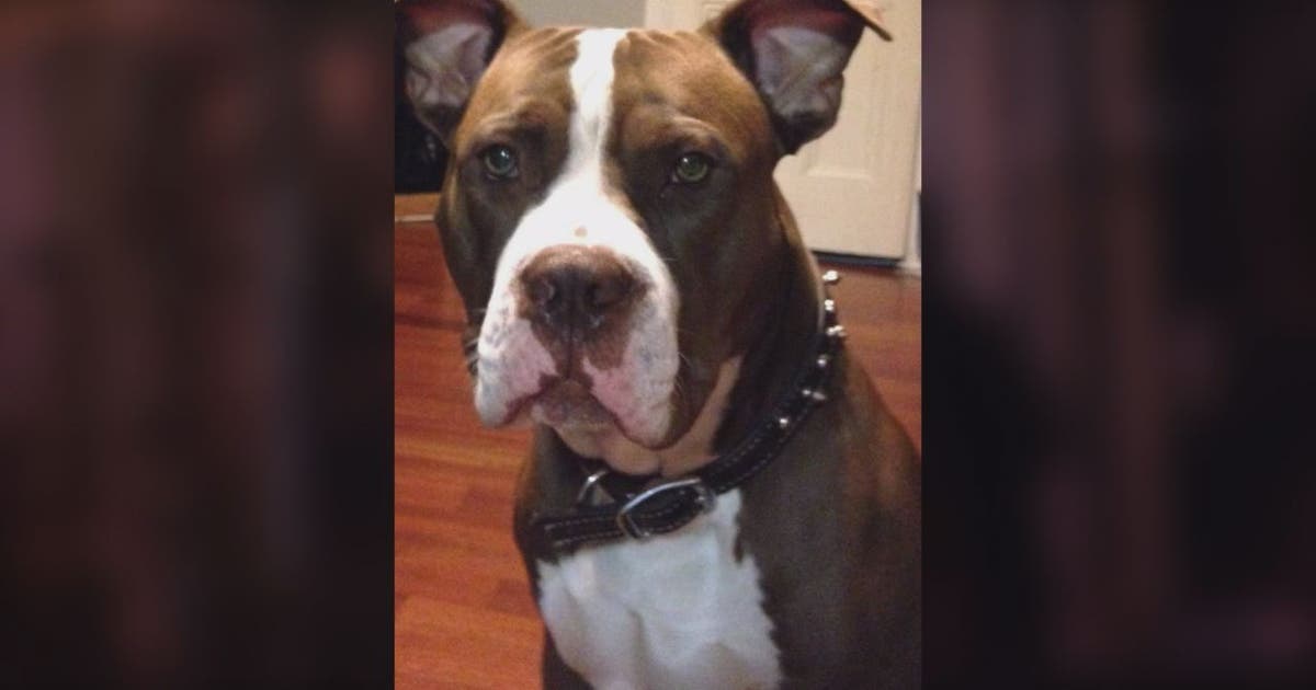 Dog killed in police-involved shooting at Northeast DC home | FOX 5 Atlanta