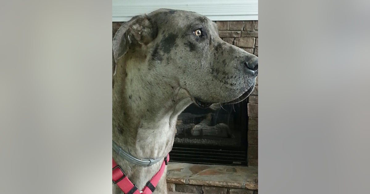Police Respond to another Dog Incident at Newnan PetSmart | FOX 5 Atlanta