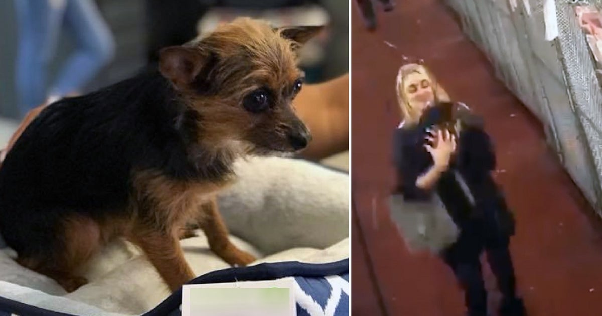 Stolen pup returned; police continue to search for couple | FOX 5 Atlanta