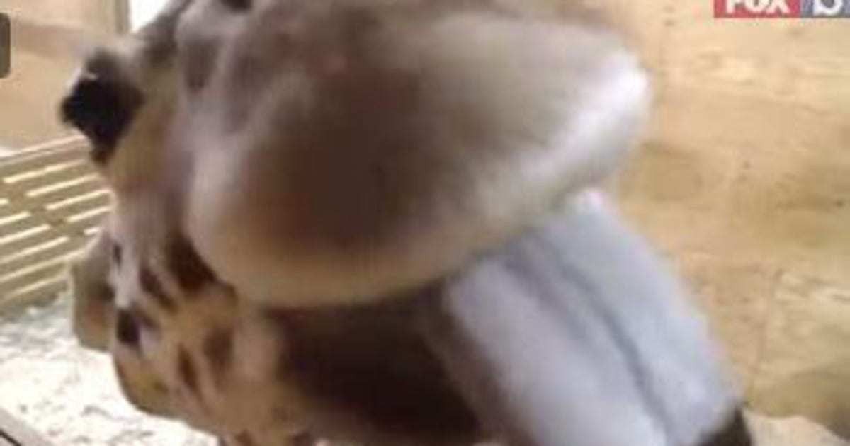 April the giraffe could soon have April baby | FOX 5 Atlanta