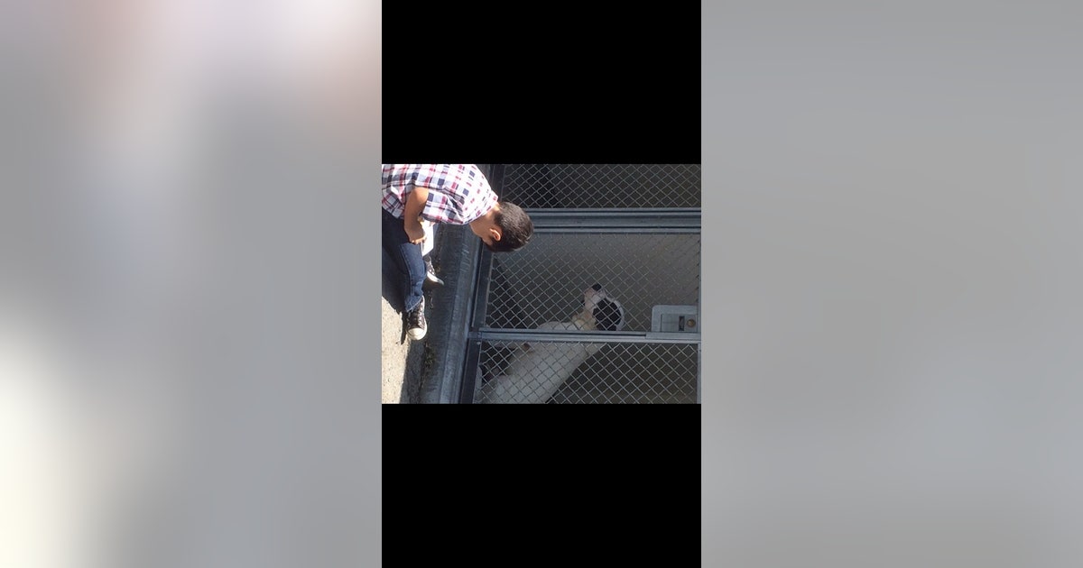 Boy with autism helps rescue dogs by reading to them | FOX 5 Atlanta
