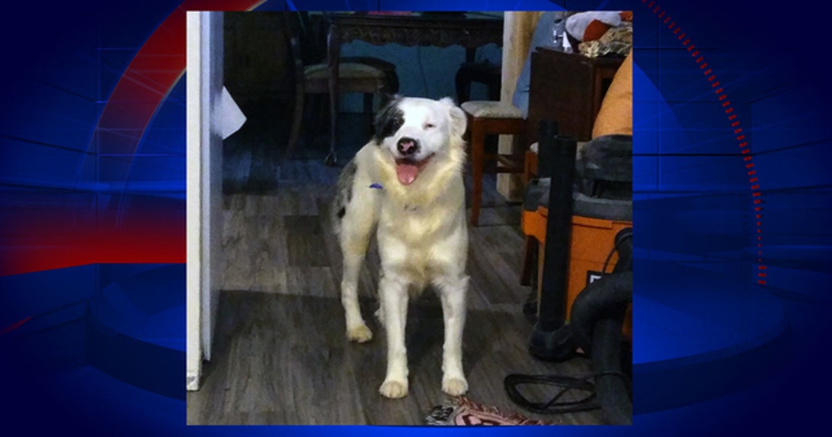 Firefighter adopts dog rescued from house fire that claimed 45 cats, 5 ...