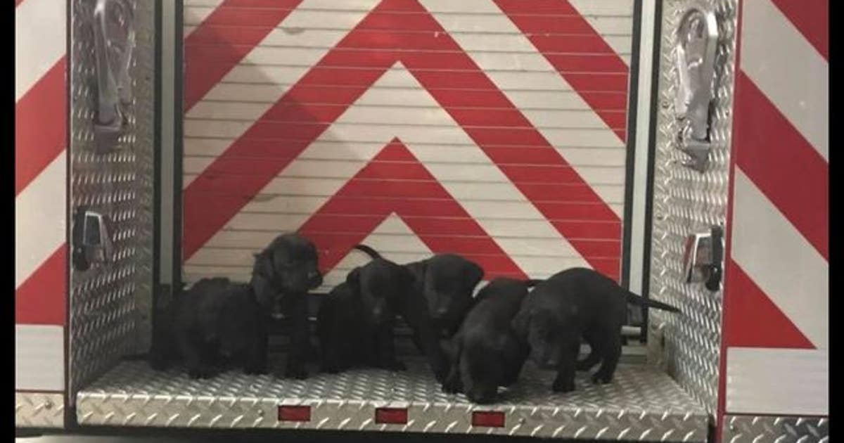 Firefighters rescue 6 puppies from burning structure | FOX 5 Atlanta