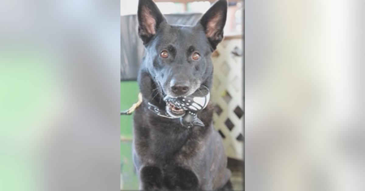 K-9 officer's final patrol | FOX 5 Atlanta