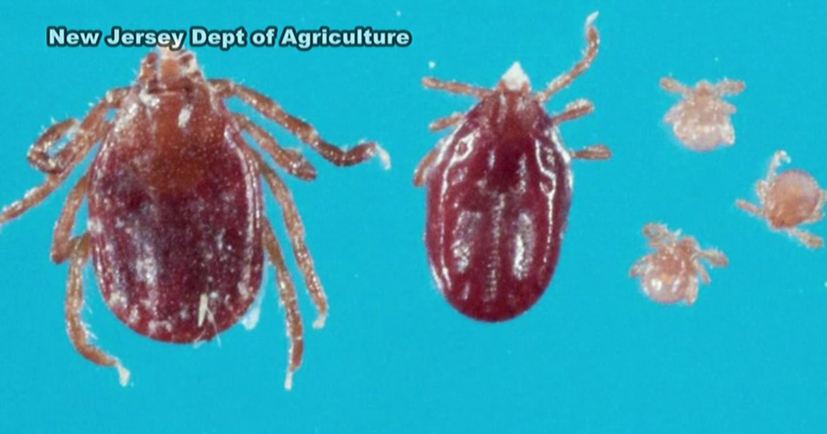 Dangerous tick found in Hunterdon County, NJ | FOX 5 Atlanta